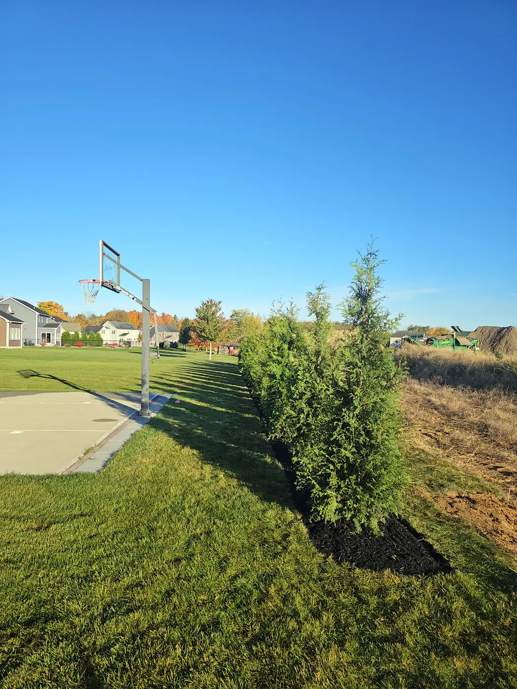 Row of newly planted evergreens with a fresh mulch line