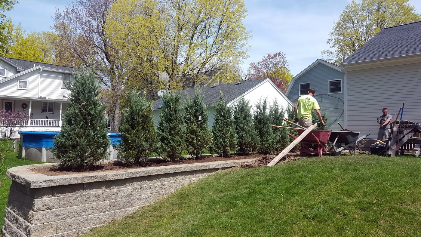 Row of new evergreens planted behind a stone wall