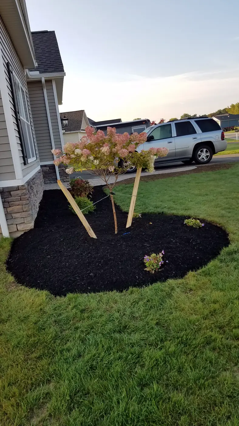 Newly planted flowering tree in a fresh mulch bed